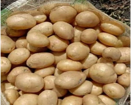 Jyoti Potato